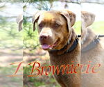 Small #2 American Pit Bull Terrier-Labrador Retriever Mix