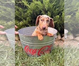 Dachshund Puppy for sale in MIDDLEBURY, IN, USA