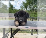 Small Photo #12 German Shepherd Dog Puppy For Sale in COLUMBIA, MO, USA