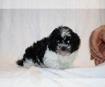 Small #5 ShihPoo