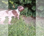 Small Photo #17 German Shorthaired Pointer Puppy For Sale in COSHOCTON, OH, USA