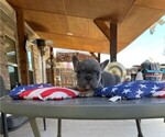 Puppy 2 French Bulldog
