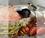 Small Photo #10 YorkiePoo Puppy For Sale in FENTON, MI, USA