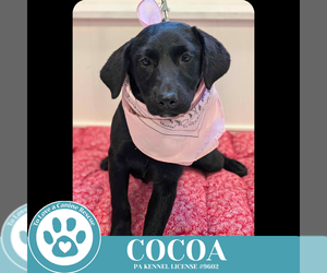 Labrador Retriever-Unknown Mix Dogs for adoption in Kimberton, PA, USA