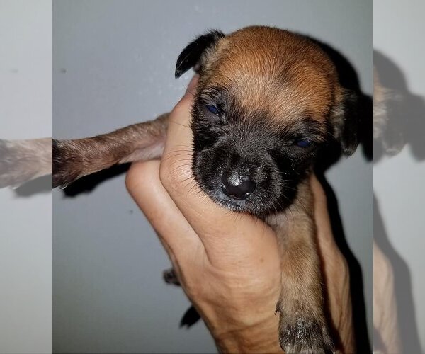 Medium Photo #17 Chihuahua-Unknown Mix Puppy For Sale in Spring, TX, USA