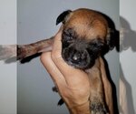 Small Photo #17 Chihuahua-Unknown Mix Puppy For Sale in Spring, TX, USA
