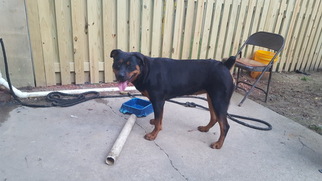 Rottweiler Puppy for sale in CROFTON, MD, USA