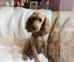 Small Photo #1 Cavapoo (Toy) Puppy For Sale in CANON CITY, CO, USA