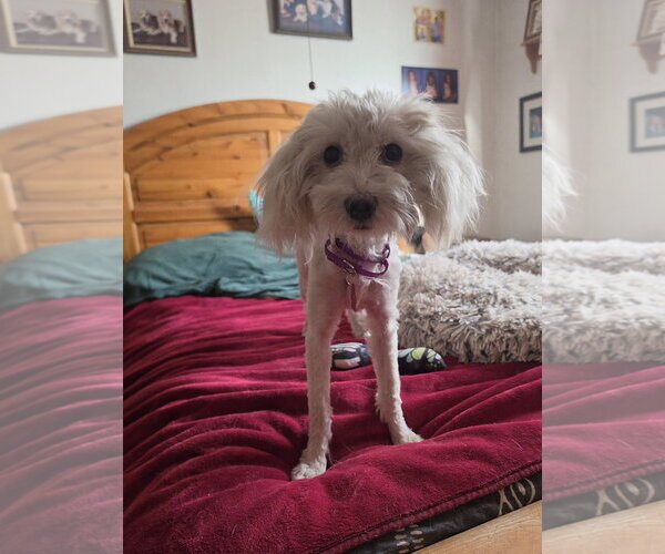 Medium Photo #2 Maltese-Unknown Mix Puppy For Sale in Las Vegas, NV, USA