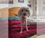 Small Photo #2 Maltese-Unknown Mix Puppy For Sale in Las Vegas, NV, USA