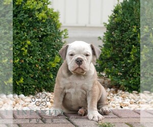 Olde English Bulldogge Puppy for sale in NARVON, PA, USA