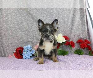 French Bulldog Puppy for sale in FREDERICKSBURG, OH, USA