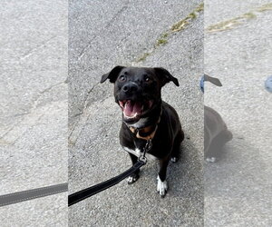 Felicia (ez) - Female Border Collie-Unknown Mix Dog for Adoption - Photo #3