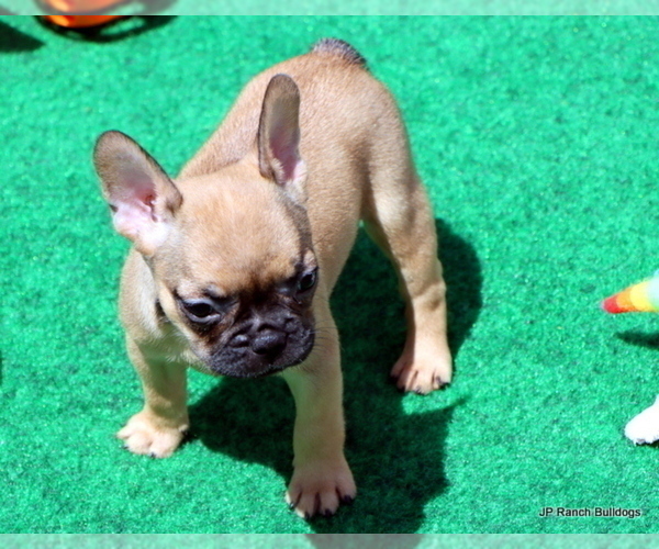 Medium Photo #3 French Bulldog Puppy For Sale in WINNSBORO, TX, USA