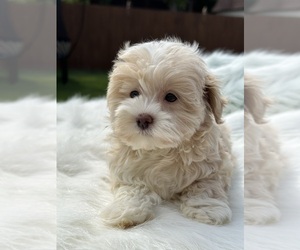 Maltipoo Puppy for sale in ELMHURST, IL, USA