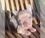Small #16 French Bulldog
