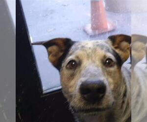 Mutt Dogs for adoption in Tulsa, OK, USA