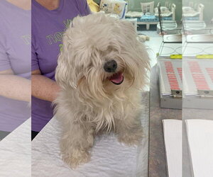 Maltese Dogs for adoption in Benton, LA, USA