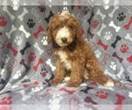 Small Cavapoo