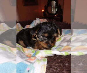 Yorkshire Terrier Puppy for sale in LE ROY, KS, USA