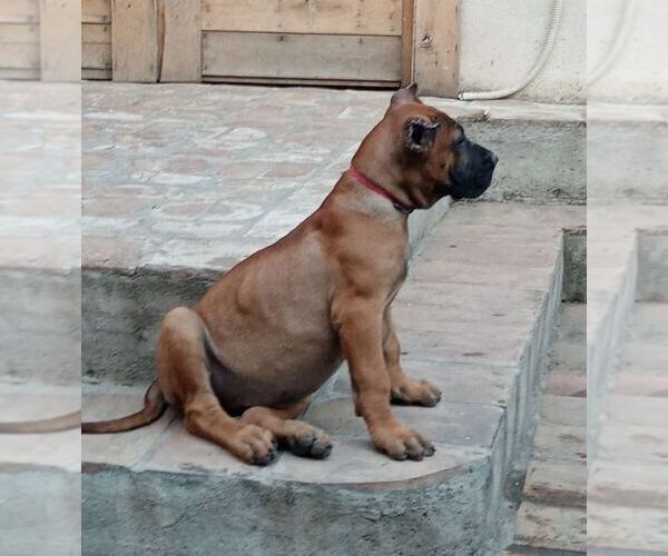 Medium Photo #13 Presa Canario Puppy For Sale in Pancevo, Vojvodina, Serbia