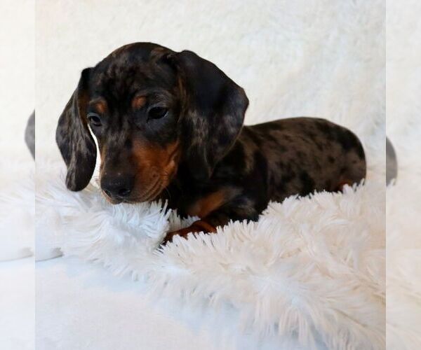 Full screen Photo #1 Dachshund Puppy For Sale in SAN DIEGO, CA, USA