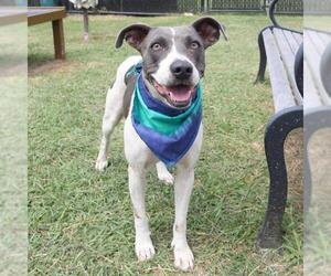 American Staffordshire Terrier-Unknown Mix Dogs for adoption in San Antonio, TX, USA