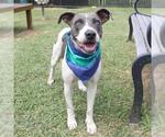 Small American Staffordshire Terrier Mix