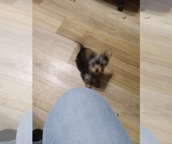Medium Photo #5 Yorkshire Terrier Puppy For Sale in JAMAICA, IA, USA
