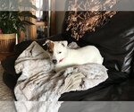 Small Photo #3 Jack Russell Terrier Puppy For Sale in Fargo, ND, USA