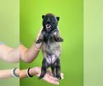 Small Photo #25 Belgian Malinois Puppy For Sale in S CHARLESTON, WV, USA