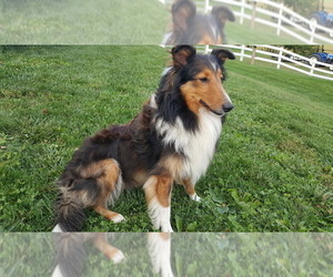 Mother of the Shetland Sheepdog puppies born on 03/16/2023