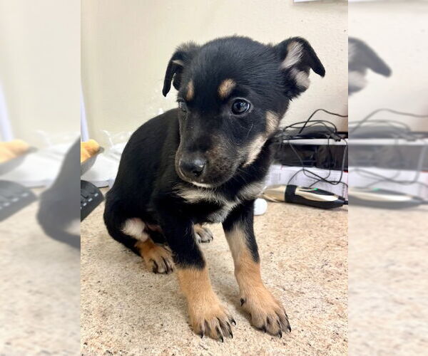 Medium Photo #3 Mutt Puppy For Sale in Webster, WI, USA