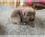 Small Photo #2 Cane Corso Puppy For Sale in DELANSON, NY, USA