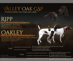 Small Photo #1 German Shorthaired Pointer Puppy For Sale in VISALIA, CA, USA