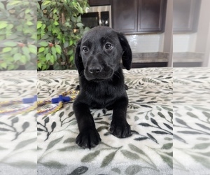 Medium Labrador Retriever