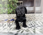 Small Labrador Retriever