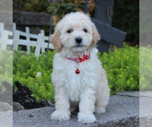Bichpoo Puppy for sale in KINZERS, PA, USA