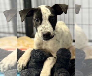 Pointer-Unknown Mix Dogs for adoption in Jefferson, NJ, USA