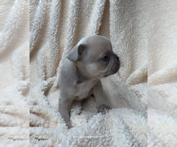 Medium Photo #3 French Bulldog Puppy For Sale in SACRAMENTO, CA, USA