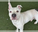 Small #1 American Bulldog Mix