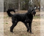 Small #2 Mutt