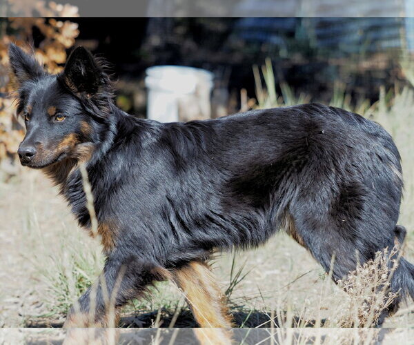 Medium Photo #1 Mutt Puppy For Sale in Chama, NM, USA