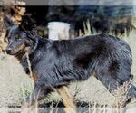 Whiskey - Female Mutt Dog for Adoption - Small photo