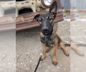 Belgian Malinois-Dutch Shepherd Dog Mix Puppy for sale in PUEBLO, CO, USA
