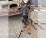 Small Belgian Malinois-Dutch Shepherd Dog Mix