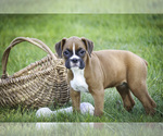 Small #7 Boxer