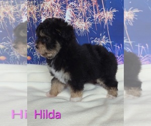 Australian Shepherd-Poodle (Toy) Mix Puppy for sale in AZLE, TX, USA