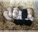 Small Photo #2 Labrador Retriever Puppy For Sale in CROSS TIMBERS, MO, USA