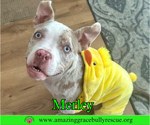 Small #2 American Bulldog Mix